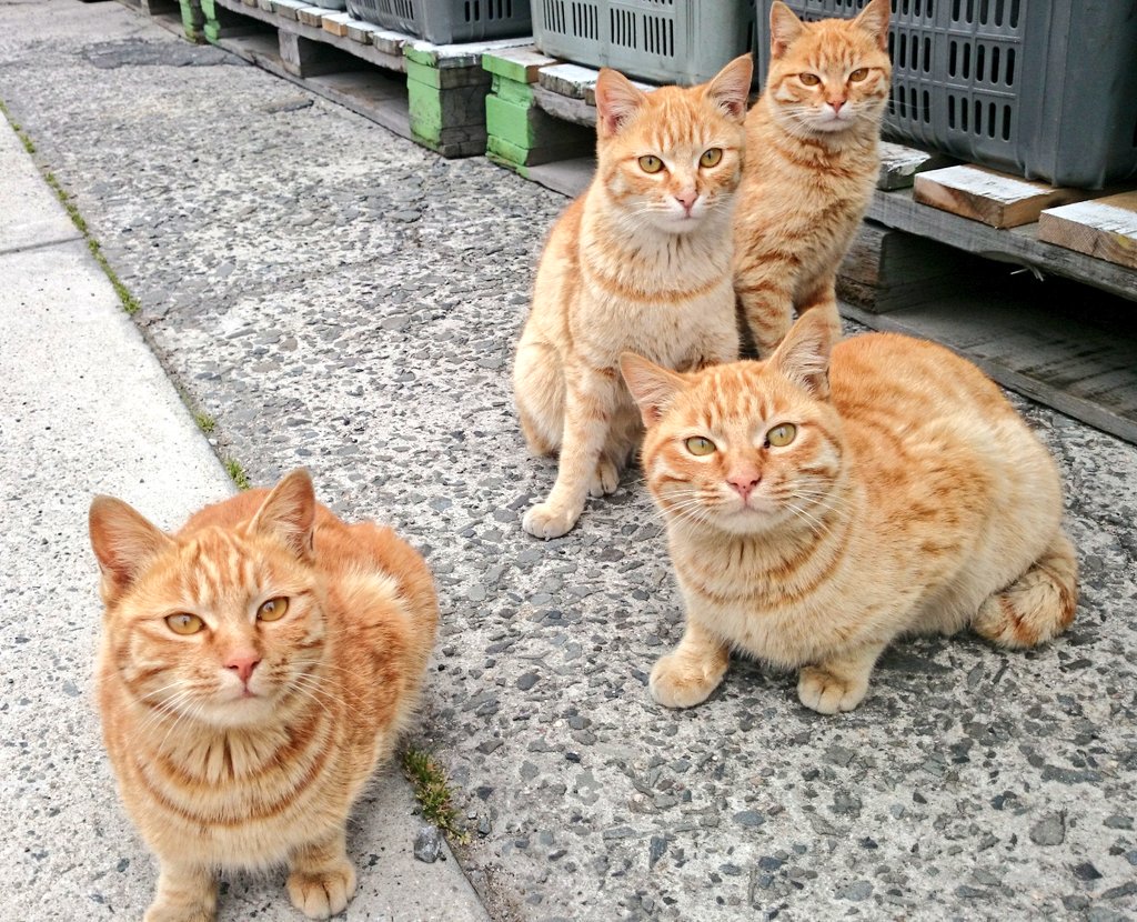 停めた自転車の前でネコがまさかの授乳 しかも子猫とは思えぬデカさで話題に もはや授乳プレイでは 笑 Togetter