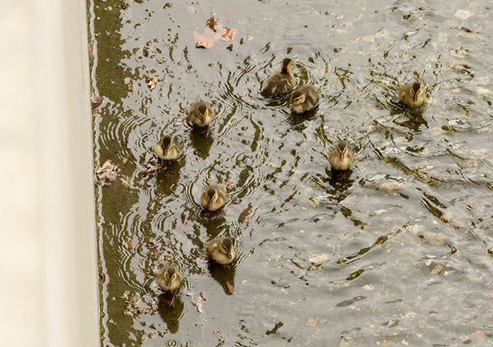EmileeEatsBugs's tweet photo. THEY SAVED THE BABIES #cppnews (photo cred. I dunno. Not me) https://t.co/8ux3KN1C11