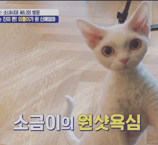 [515sunnyday ]새아이디로 첨 올리는 사진은 역시 소금이 사진이여야겠지?!?! 후훗!!!! ift.tt/1ThCBae