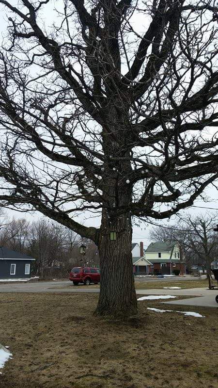 daniellemanson4's tweet image. Favourite tree in the Sault! #urbantreelove #NET254 #buroak