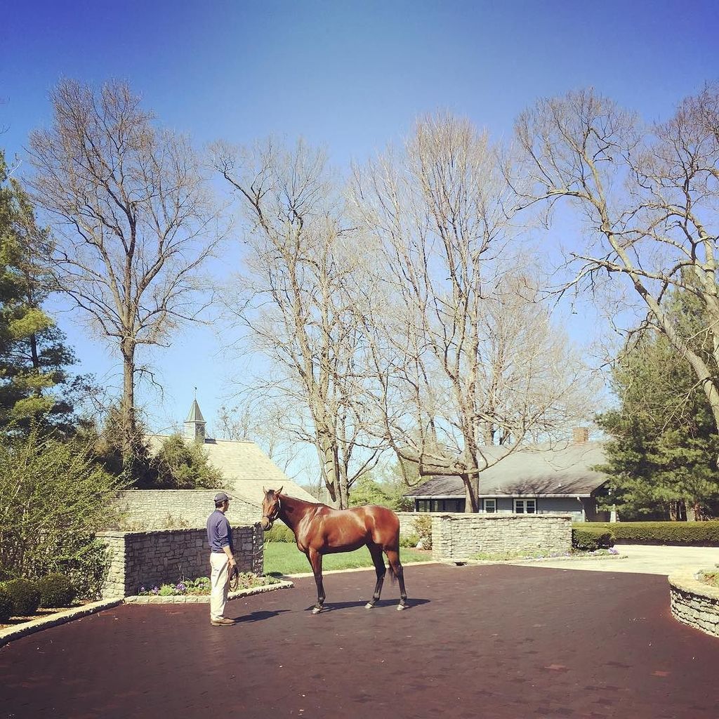 AmyBuchanan18's tweet photo. Met the Champ today #AmericanPharaoh
#kentucky #coolmorestud #ashford #travelky #bluegras… https://t.co/bvQBIgfB2e https://t.co/bI0iVq4esq