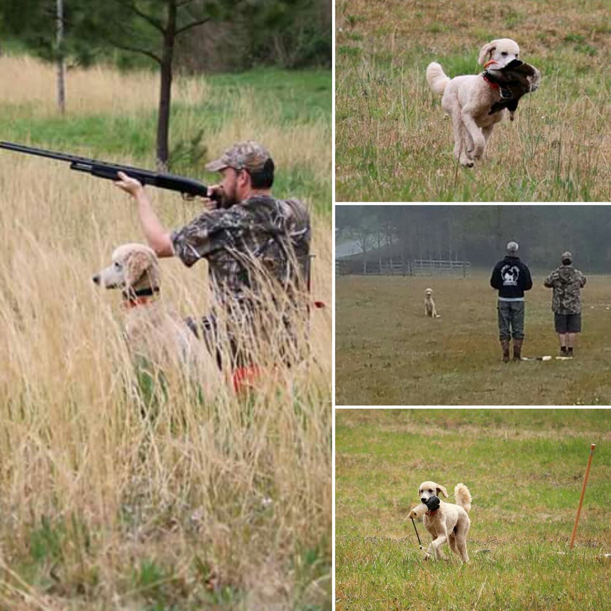 AstroTheMighty's tweet photo. Successful Louter Creek #retrievertraining weekend! 🐦🐩🚀 #birddog #duckdog #gundog #huntingpoodle #cooperkid https://t.co/NWyvkFzgup