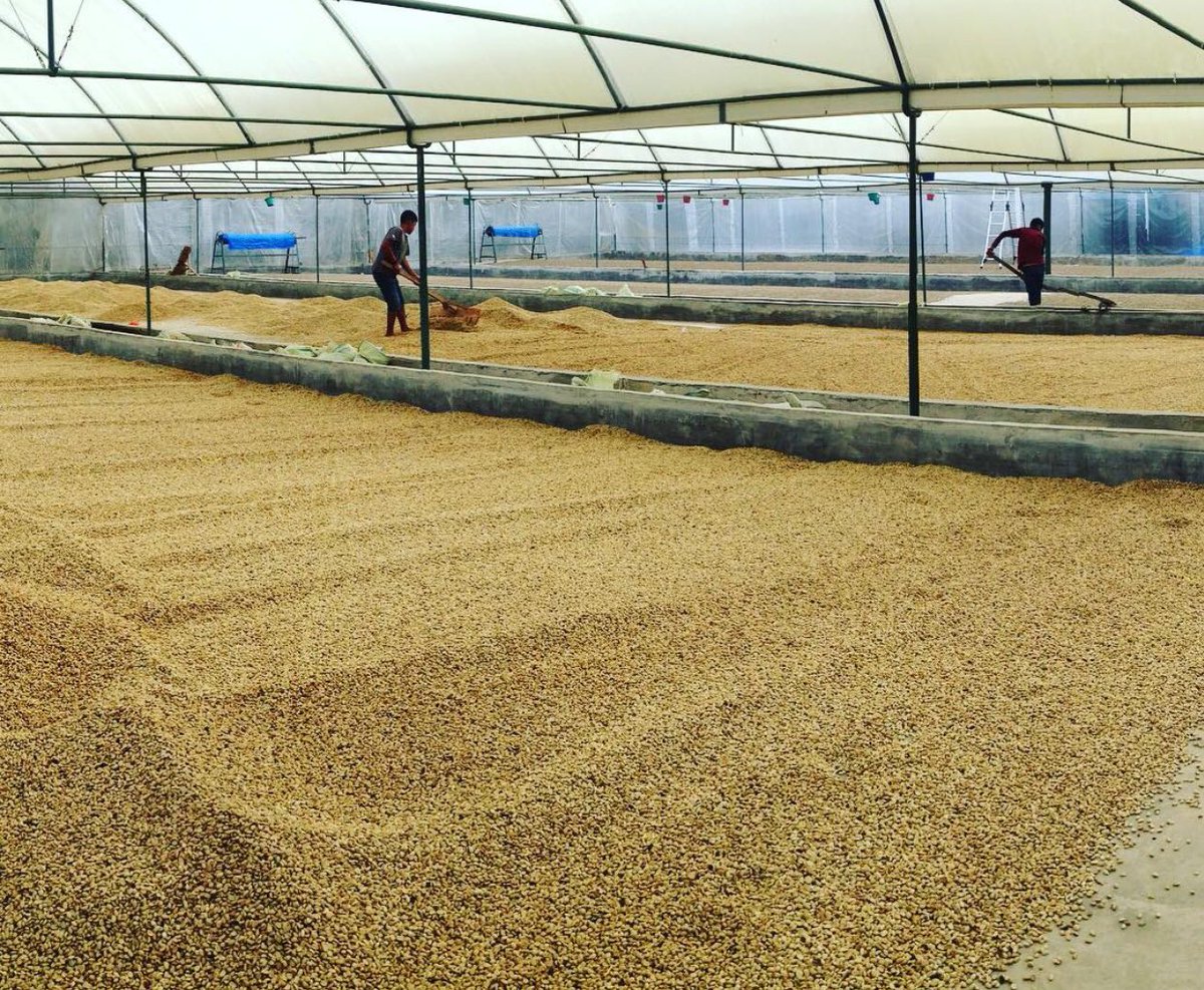 Do you know about wet-hulled or giling basah,a distinct Indonesian coffee process?Check it out at #SCAA2016 lecture