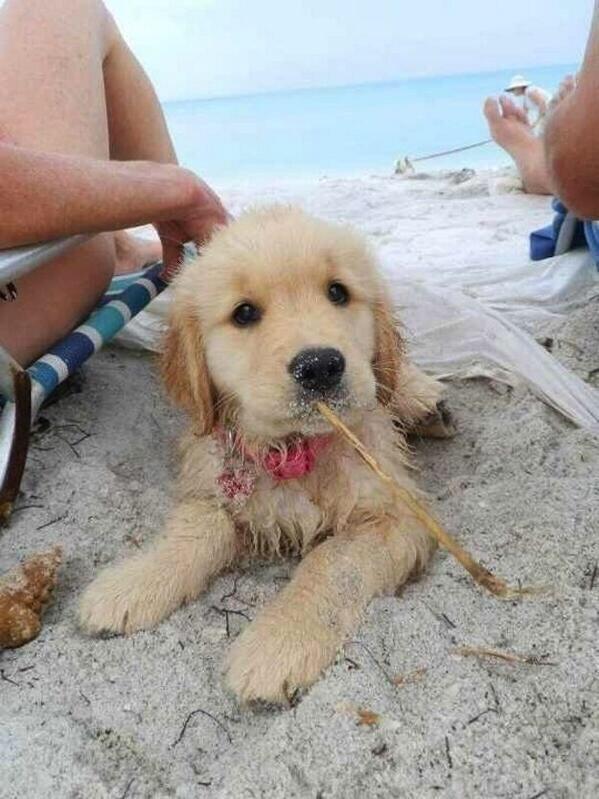 lL0VED0GS's tweet photo. Sandy Pup https://t.co/f2O46txQ4r