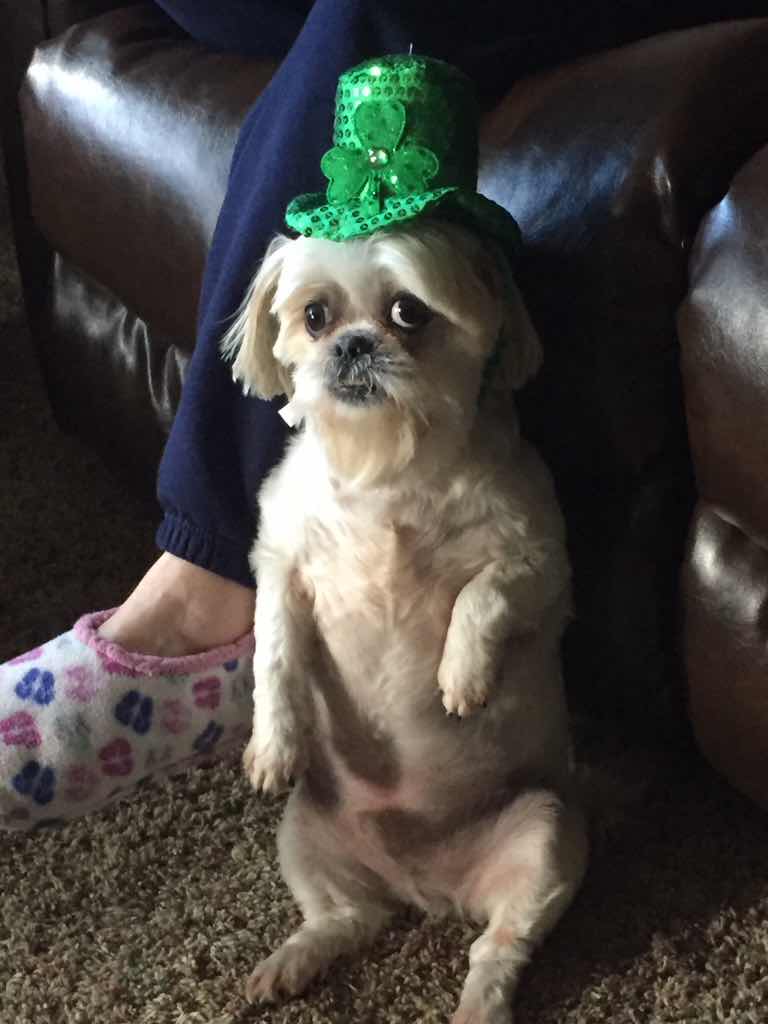 lmoncada852's tweet photo. Larry added a dog in #DogLand - https://t.co/9itxynrDj1 #doglandapp https://t.co/lGGrjYvlrL
