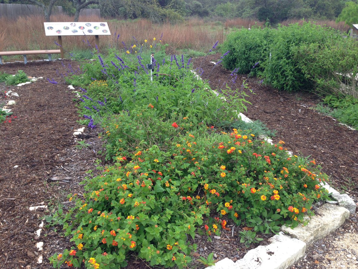 RockportBirder's tweet photo. Back to Rockport after 10 days. Found the Monarch Waystation at Castro Sanctuary looking GORGEOUS #txnativeplants https://t.co/YPXP381cHp