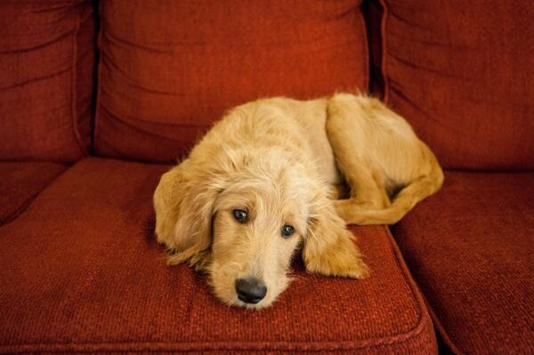 HappyFunnyPets's tweet photo. Goldendoodle Pup https://t.co/YvsRinGlxr