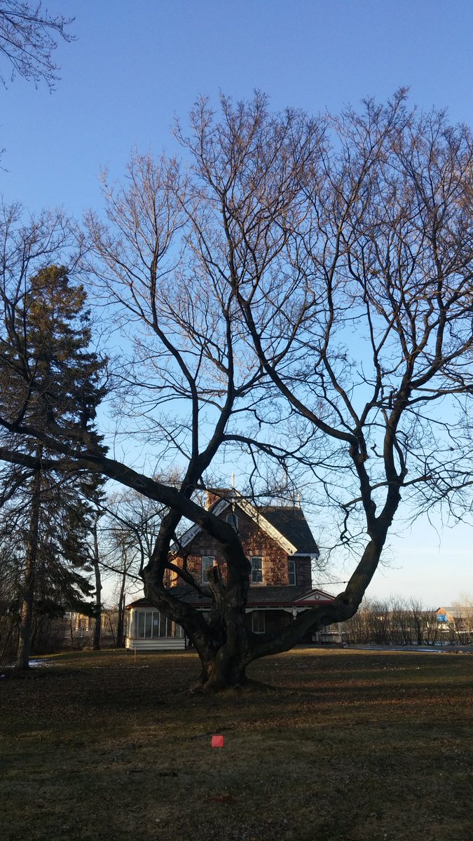 Korodinator's tweet image. #NET254 #Urbantreelove neat growth pattern