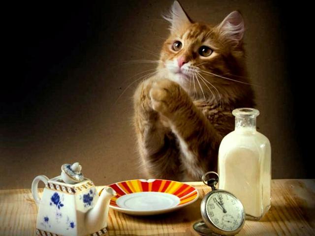 Cats rule the World! tweet media