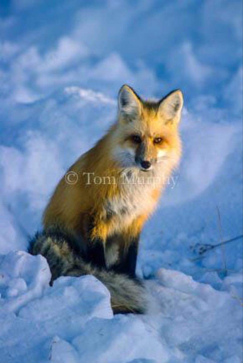 tmurphywild's tweet photo. Order prints of this &amp; other wildlife &amp; landscape photos at https://t.co/lZSvW5MHQp #wildlifephotography #wildlife https://t.co/93hYBRJllW