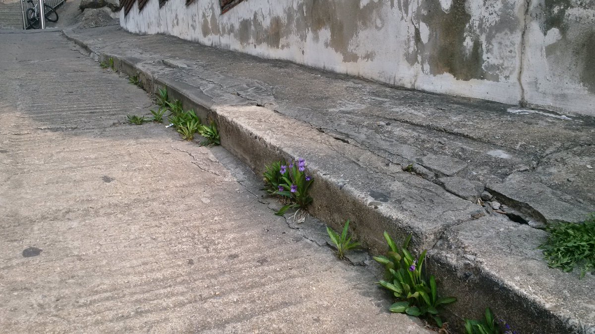 namutilda's tweet photo. Just when you think the world is a shitty place you see a flower sprouting out of a crack in concrete. https://t.co/U7uSFRweHH