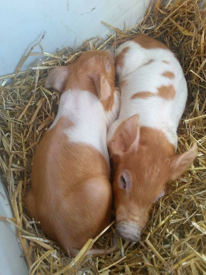 DanielsMarket's tweet photo. My little piggies are well fed with/ @HHBrewing spent #grains #dontwastefood #ethicalfarming #localfood  #craftbeer https://t.co/mOFUYzvGDp