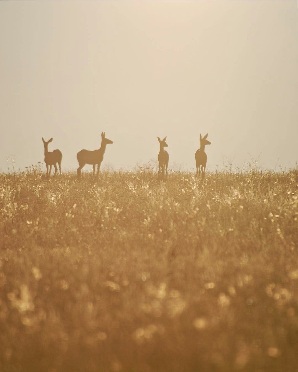 BassProShops's tweet image. "Conservation is a state of harmony between men and land" -Aldo Leopold 
📷: Cody Axthelm
