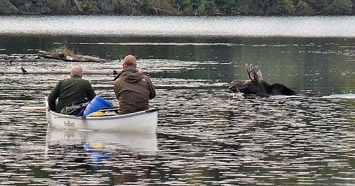 WorkCabin's tweet image. #Throwback to this incredible #wildlife experience I had in backcountry of @Algonquin_PP