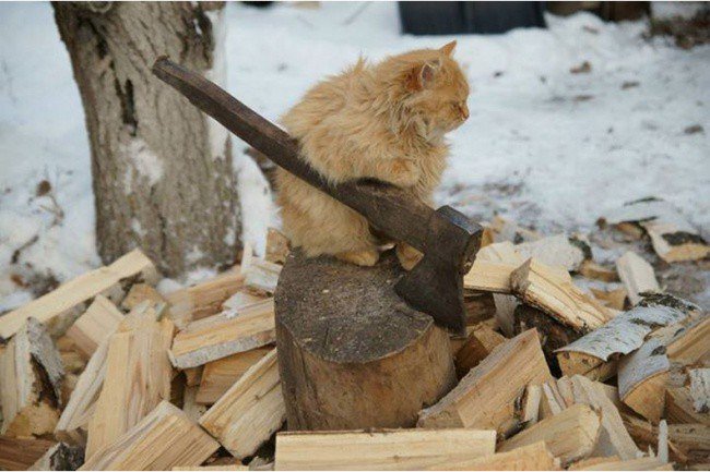 Cats rule the World! tweet media