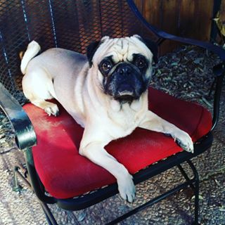 Joy_PhotoCam's tweet photo. We chillin'. #chillen #pug #outside #windy #lilcold https://t.co/ghWsU1lQdg https://t.co/OCGVMr1gYe