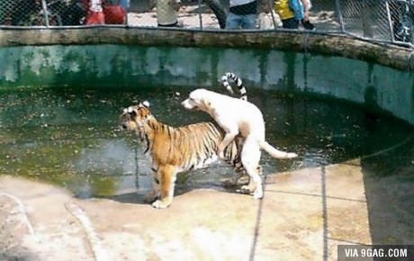 동물병싱짤 (@whereru_animal) on Twitter photo 