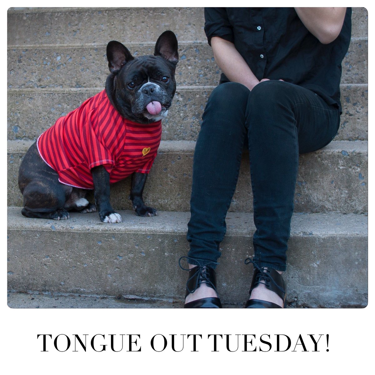 RosieClothes's tweet photo. #tongueouttuesday #frenchbulldog #Frenchie #FrenchiesEverywhere https://t.co/w7KYsPQ8h3