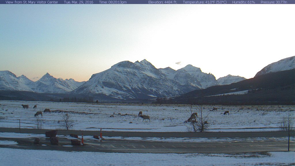 NWSGreatFalls's tweet photo. A few elk are enjoying the clearing skies around sunset this evening on the St Mary Webcam. @GlacierNPS #mtwx https://t.co/3X0mmWnApT