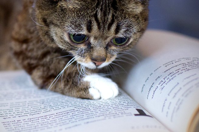 zookiepets's tweet photo. 7 nerdiest cats on the inter webs - https://t.co/pluWxzvNBZ
#cats #pets #zookiepets https://t.co/FSEaTmW3nX