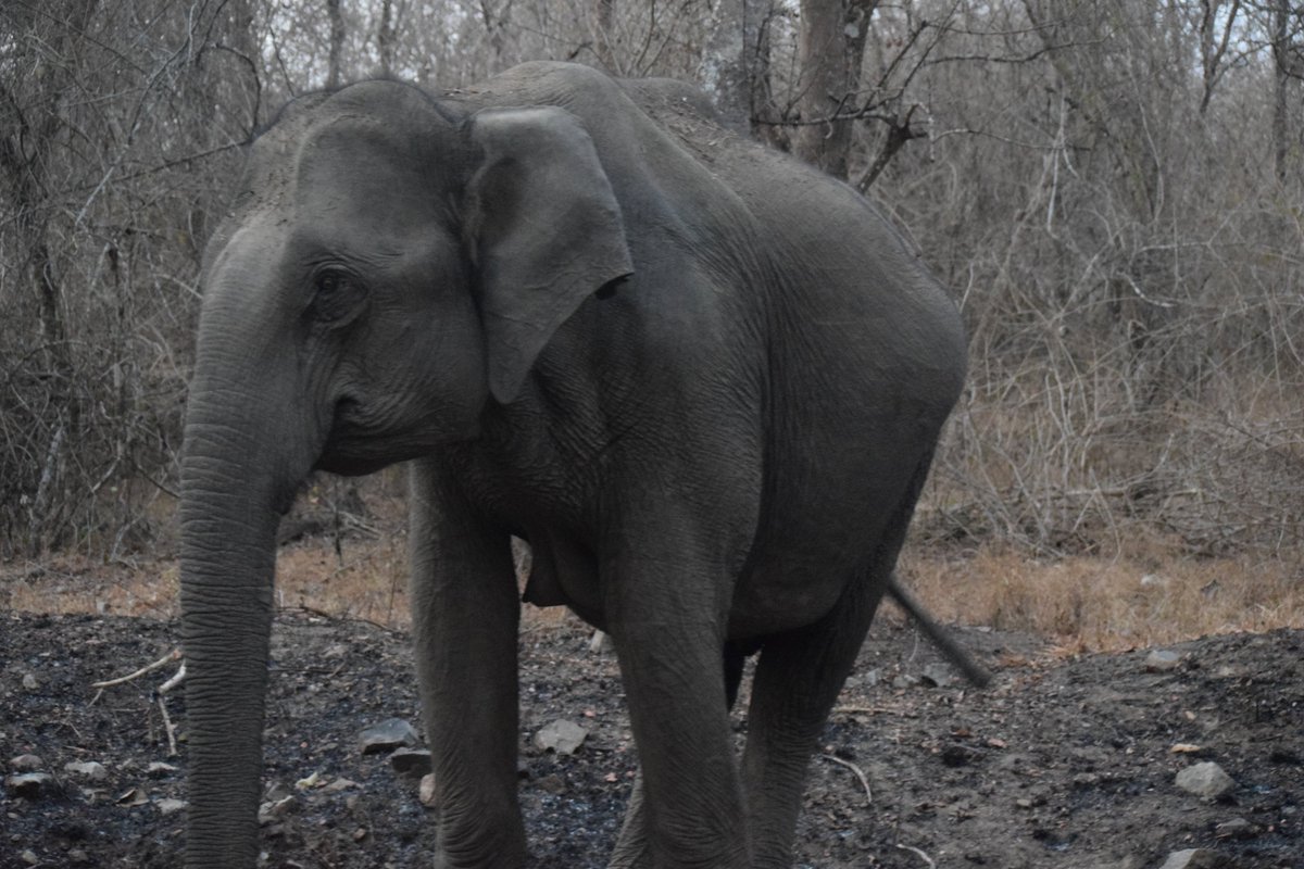 deekhawa's tweet photo. An Elephant at Bandipur National Tiger Reserve was waiting to cross the road. Pic By @VikramKapoorGRK All Rights Rsd https://t.co/rmvdTdCUzq