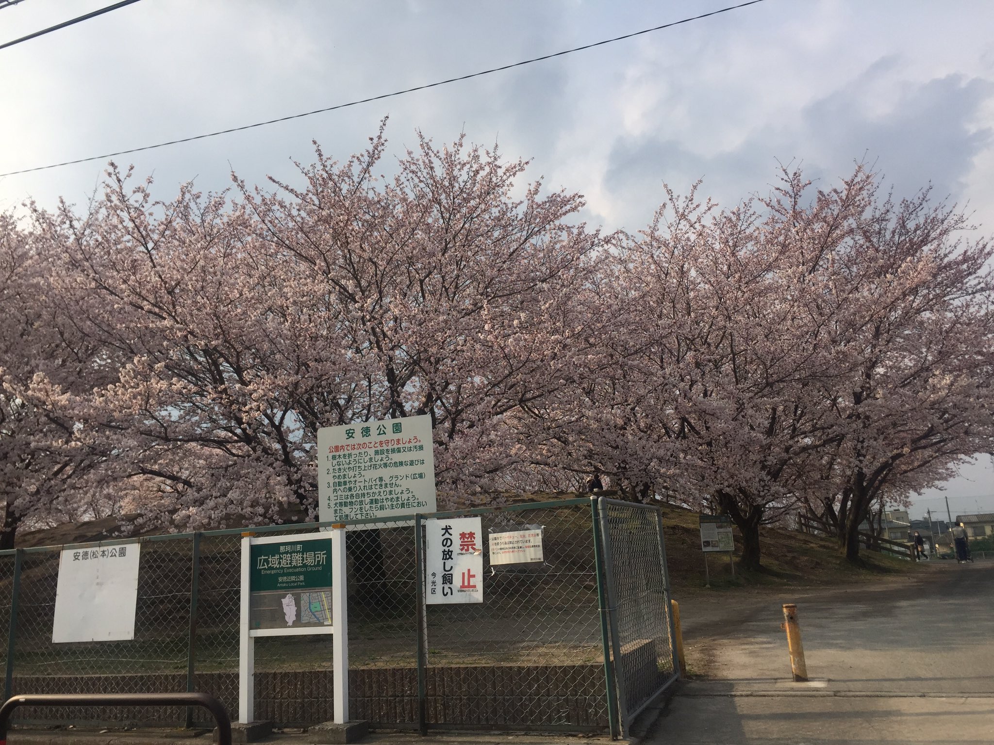 まっつん 山小屋暮らし 桜天下の安徳公園 那珂川町桜マップ T Co Kijthct6vn まっつん 山小屋暮らし 桜天下の安徳公園 那珂川町桜マップ T Co Kijthct6vn