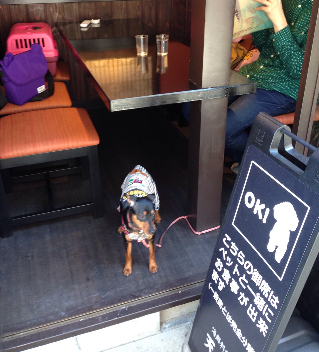 ミニピン ベル アルト 江ノ島にお散歩行ってきたよ ぽかぽか日和で気持ちよかった 遊覧船も抱っこで乗れるし 犬 おっけーのお店も多くて 犬連れでも楽しめるのでおすすめ 犬 ミニピン T Co Fn68f8t8l5