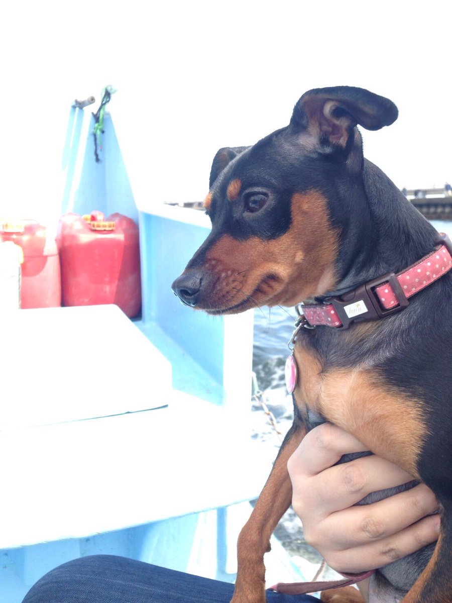 ミニピン ベル アルト 江ノ島にお散歩行ってきたよ ぽかぽか日和で気持ちよかった 遊覧船も抱っこで乗れるし 犬 おっけーのお店も多くて 犬連れでも楽しめるのでおすすめ 犬 ミニピン T Co Fn68f8t8l5