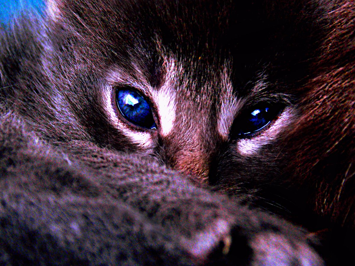 Cristiana_Menic's tweet photo. <3 #Instagram #twitter #catsoftwitter #catsofinstagram #catsofword https://t.co/m8mKi97BEO