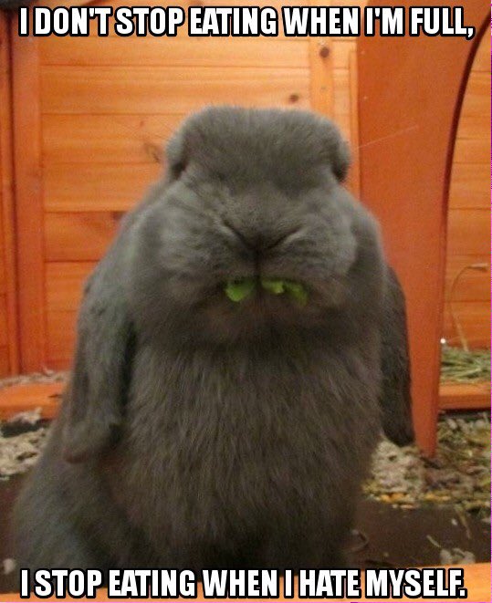 Yum! #bunnymemes #rabbitmemes #funny #memes #cute #rabbit #pets #love