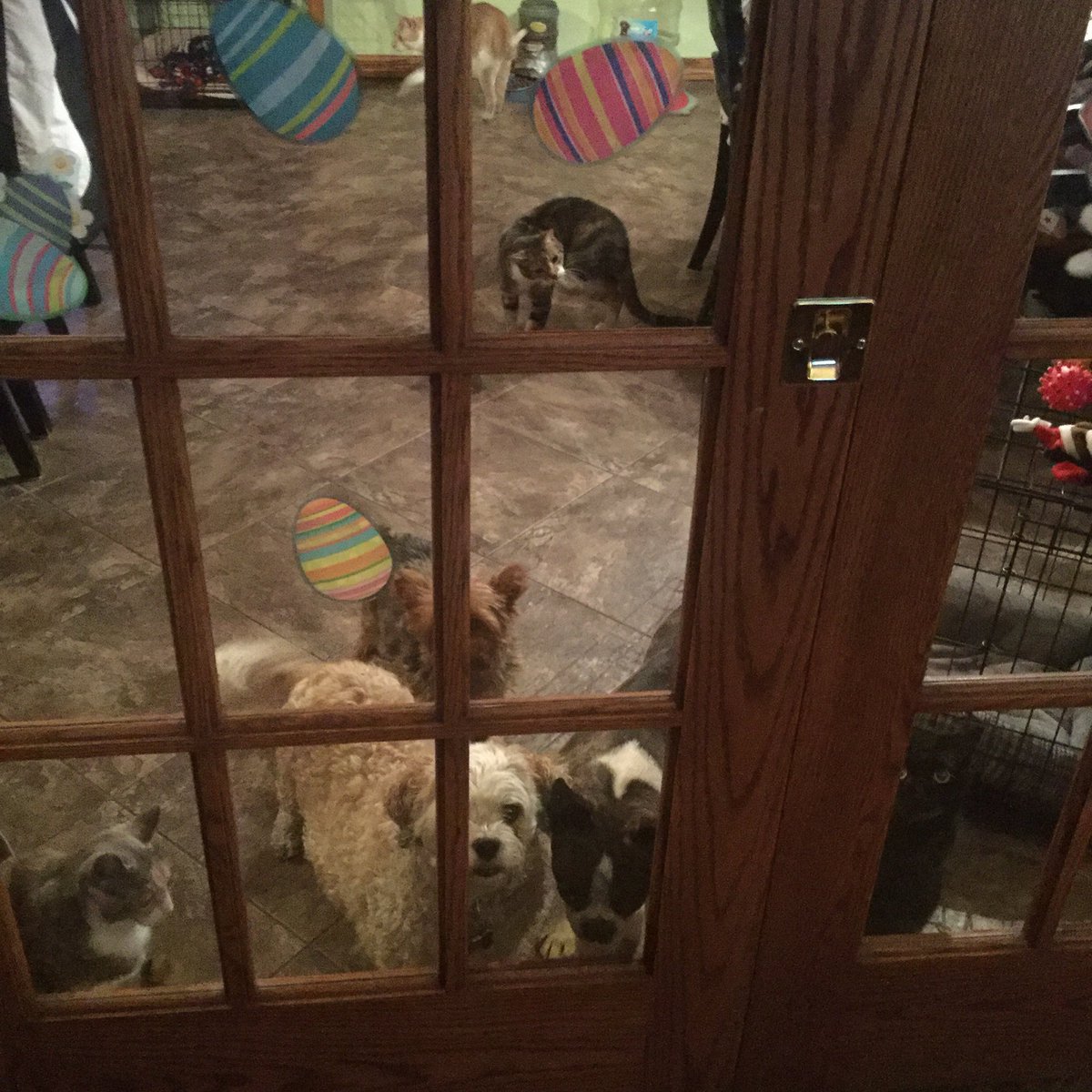 Lily_Anne17's tweet photo. My life is full of Dogs and Cats #GaurdDogs #PetLife #LazyCats . https://t.co/D7IOnMQvru
