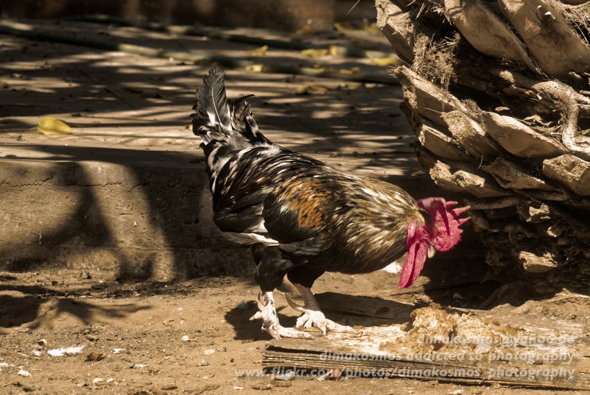 Dimakosmos's tweet image. Just uploaded 18 new photos to my Flickr page: flickr.com/photos/dimakos…