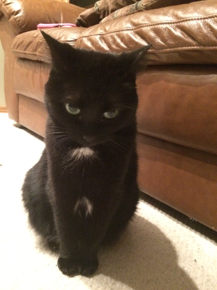 catnamedscout's tweet photo. me posing for the cam! #model #justcatstuff https://t.co/6xLNKvsORN