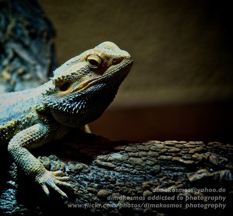 Dimakosmos's tweet image. Just uploaded 3 new photos to my Flickr page: flickr.com/photos/dimakos…