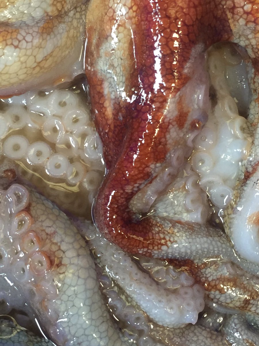 LEFCOL's tweet image. We will be @StKildaFM this Saturday with some fresh octopus alongside all the usual fresh catch @VicFarmrsMarkts