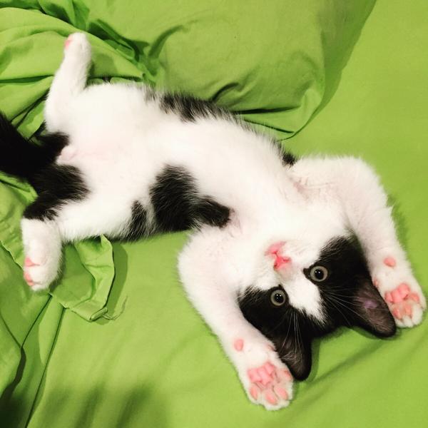 Cats rule the World! tweet media