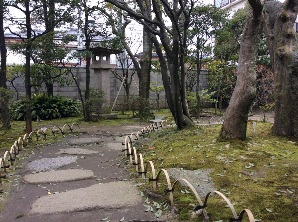 qsaitouke's tweet photo. 老木のシラカシですが、庭師曰く「この時期は散らかしだなぁ」とのことです。 https://t.co/f3pm7v5yhi