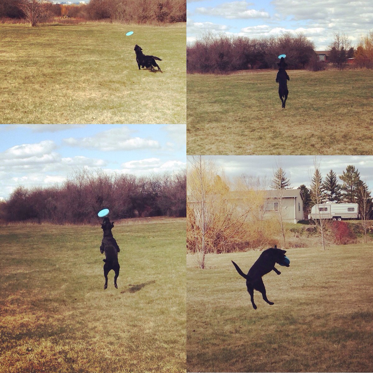 MTBonePlayer's tweet photo. Playing fetch with the frisbee! #frisbeedog #blacklab #springbreak https://t.co/n5glPwJ79T