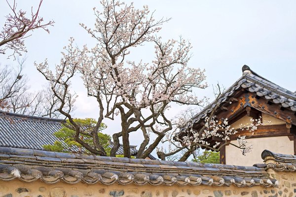 아름다운 한국의 전통이 있는  안동 하회마을에도 봄이 왔어요~! 부용대에서 자동차로 10분 정도 이동하면  안동 하회마을 도착. 봄의 시작과 함께 경북 하회마을로 여행 떠나 보세요~ #안동하회마을