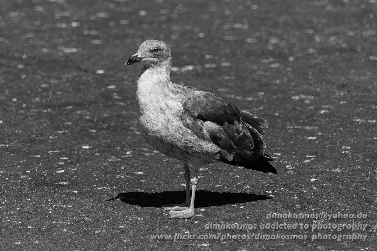 Dimakosmos's tweet image. Just uploaded 15 new photos to my Flickr "animal" photoset: flickr.com/photos/dimakos…