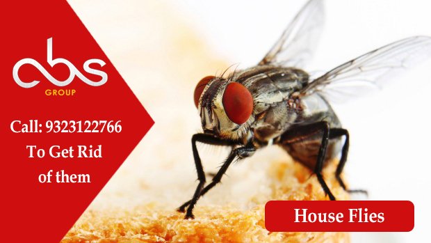 absgroup55's tweet photo. #Houseflies can be a real nuisance when they are flying around. Get rid of them to avoid transmit of diseases https://t.co/7PXgWSsU80