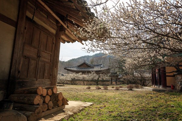 어느덧 겨울의 정취가 하나, 둘 사라져가는 요즘, 봄내음을 가득 품고 피어나는 매화향기에 빠져보시는 것은 어떨까요? 우리 경북에도 이런 멋진곳이 있다는 사실! 어디냐구요? 바로  #성주회연서원 입니다~