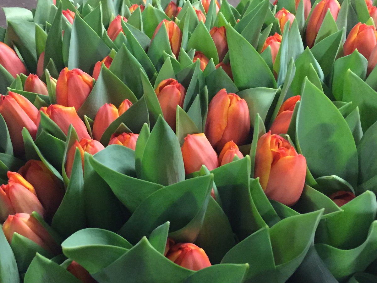 MakeEverydayB's tweet photo. 80 gram ad rem tulips - are there any larger tulips out there? #tulips #auctiondirectflowers https://t.co/msKX2pyAPq