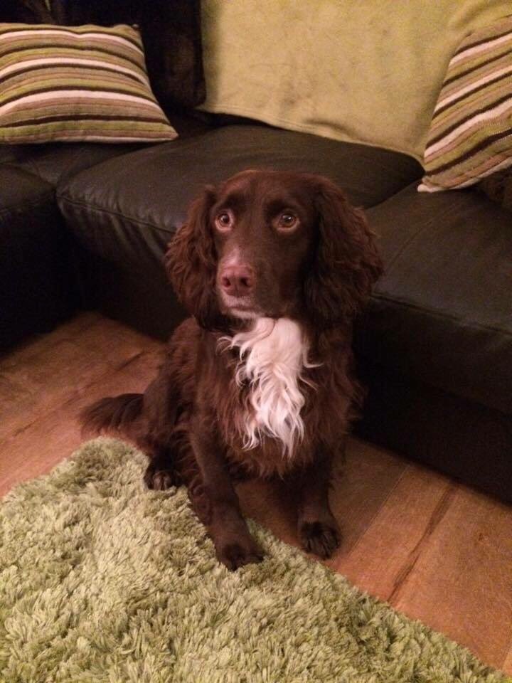 ourmiltonkeynes's tweet photo. This is Eric. He went missing at Caldecotte Lake #MiltonKeynes on Easter Sunday. Please RT. Source: @pollysq https://t.co/o3AcYL31S3