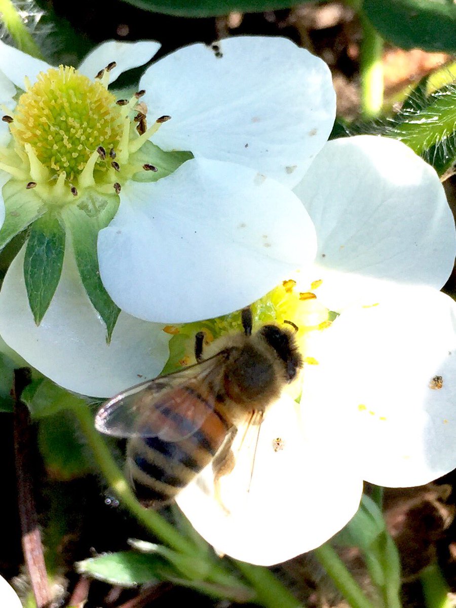 Pablo Munoz Farms (@munozfarms) on Twitter photo 