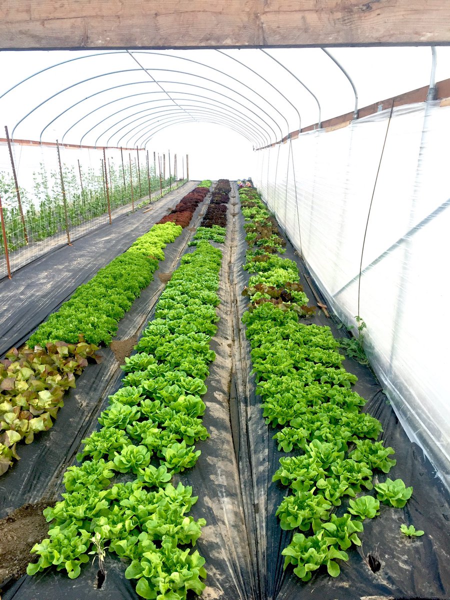 Pablo Munoz Farms (@munozfarms) on Twitter photo 