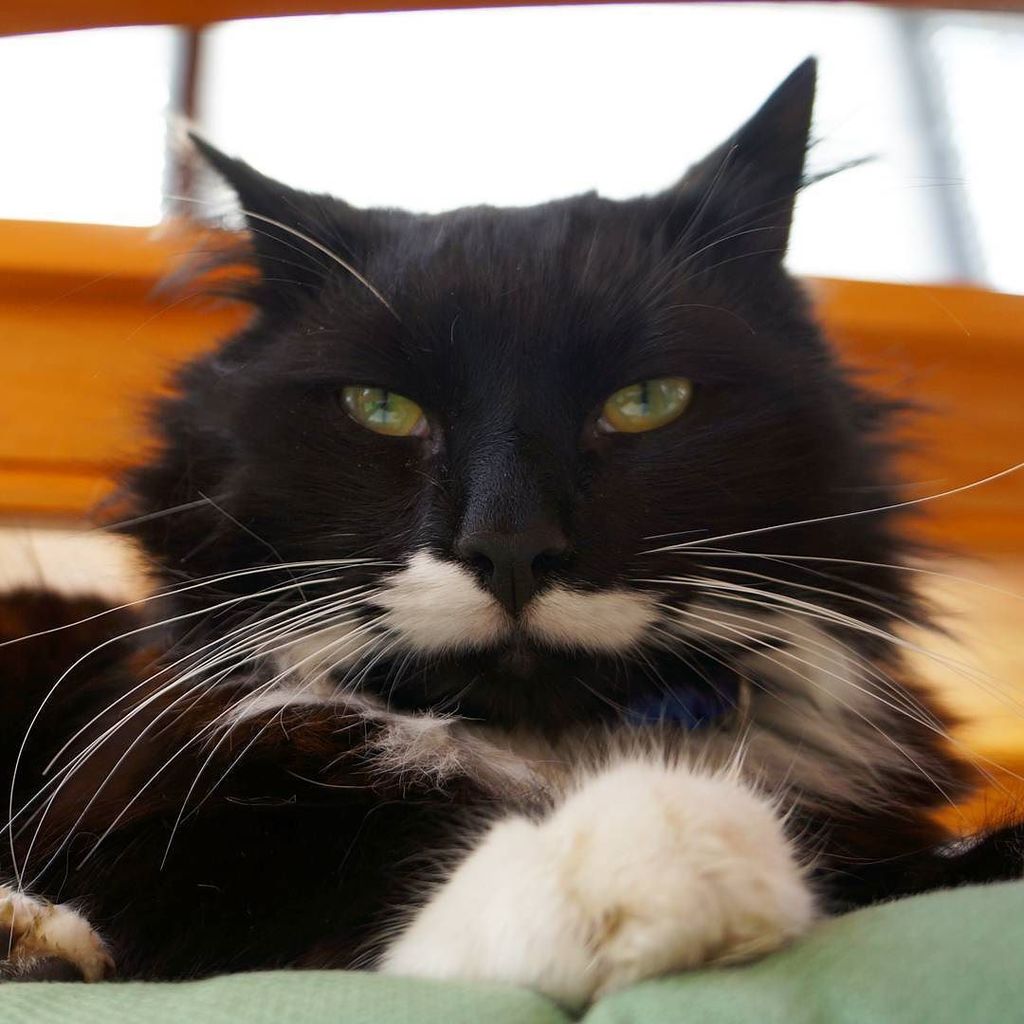 Chatchatcatcat's tweet photo. Good Morning! 💚💚
#seriouscat #mustachecat #mustachekitty #amazingpets #tuxedokitty #tuxedocat #tuxie #catsofinstgra… https://t.co/zEL43KV1UJ