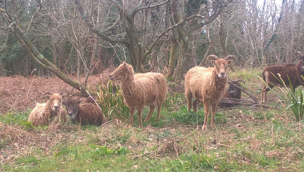 BerryHeadRanger's tweet photo. Watching flock over lunch, although whose watching who #safesheep #happysheep https://t.co/nKOJdYAXit