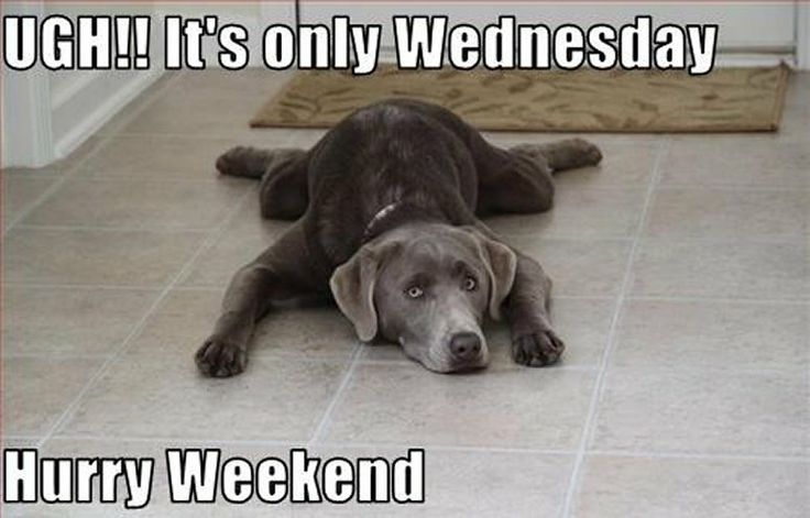 Kidokind1's tweet photo. #dogs #dogsoftwitter #KIDOSKIND #HUMPDAY #largedoglove #animal https://t.co/utt6l9ZRye