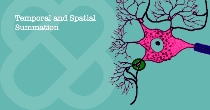 Meducation's tweet photo. Learn the difference between temporal and spatial summation. https://t.co/Ufu0wHq3Ux https://t.co/3CHv1FOAp9